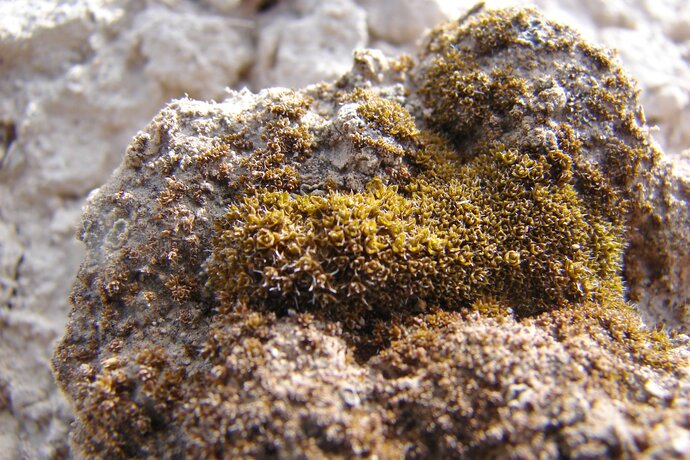 Mah, ki bi mogoče lahko rasel na Marsu