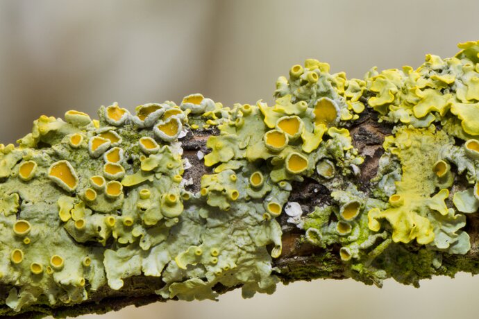 Plesni, gljive in lišaji v vesolju